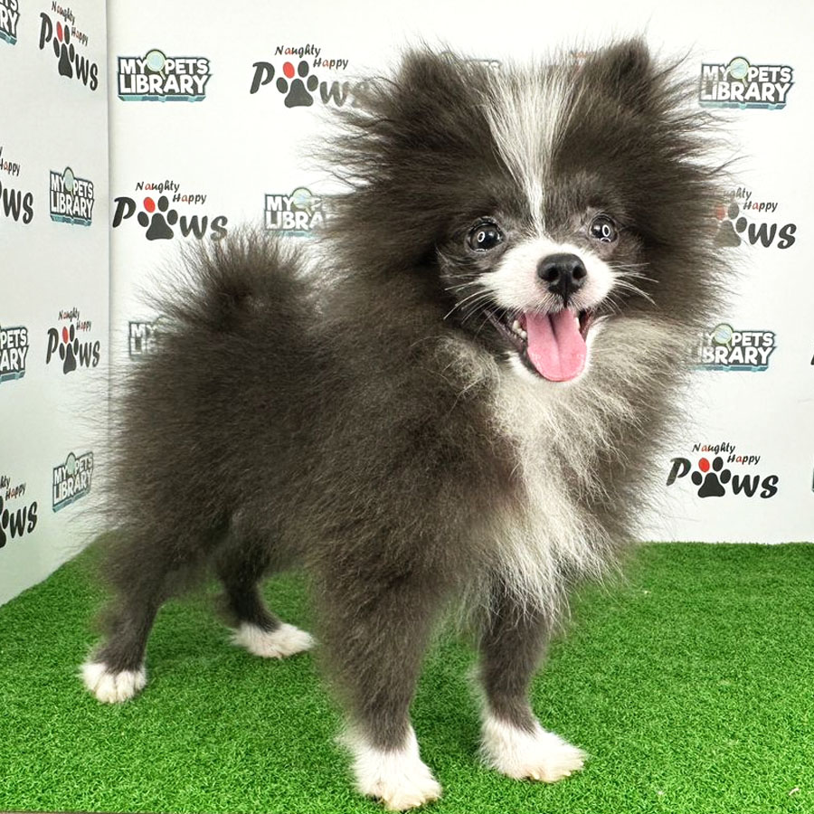 Pomeranian Puppy (Male) For Sale