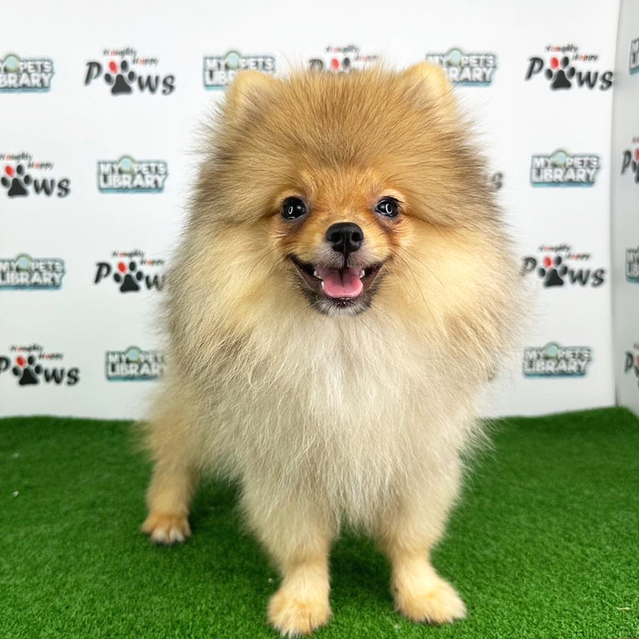 Pomeranian Puppy (Male) For Sale