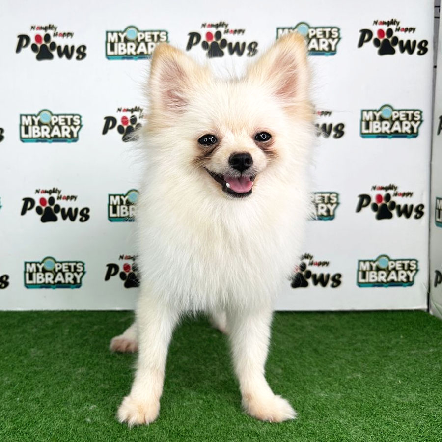 Pomeranian Puppy (Male) For Sale