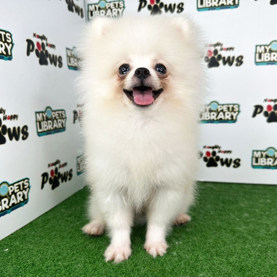 Pomeranian Puppy (Male) For Sale