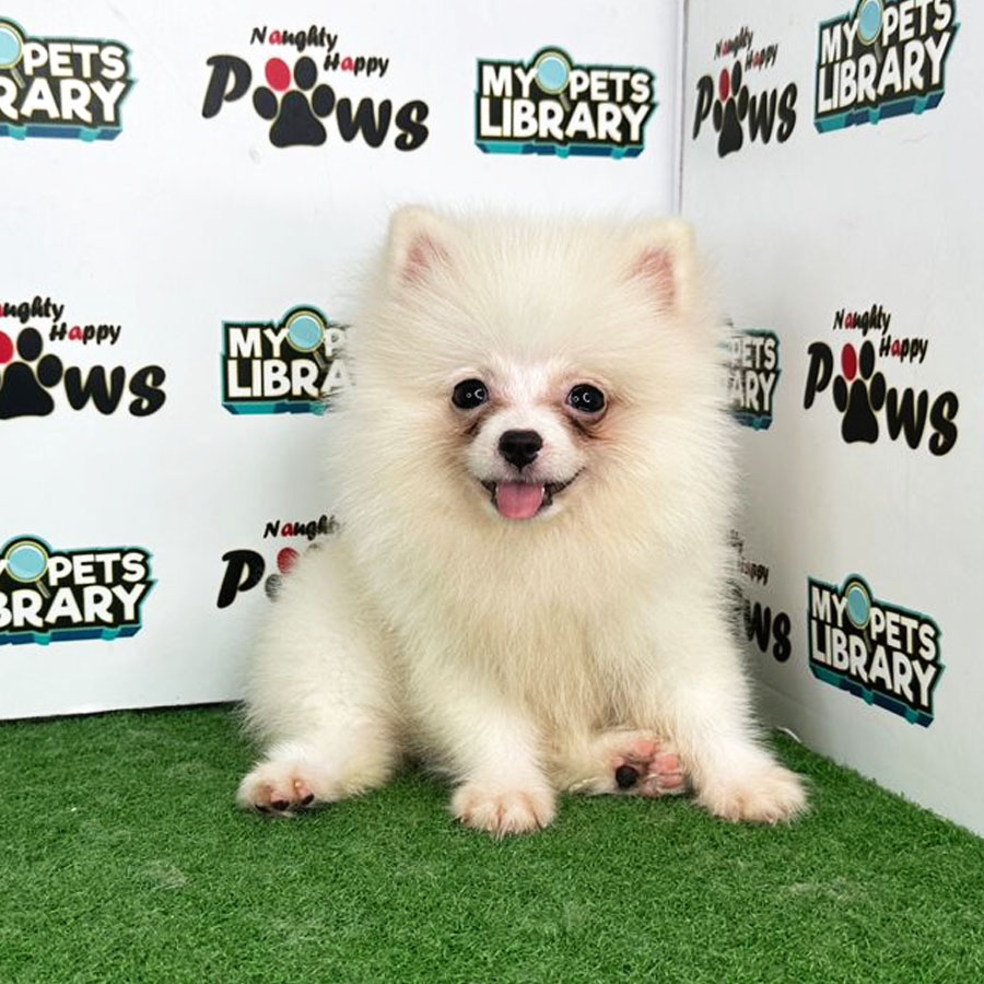 Pomeranian Puppy (Female) For Sale