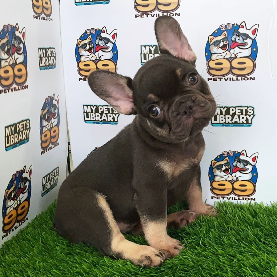 French Bulldog Puppy (Female) For Sale