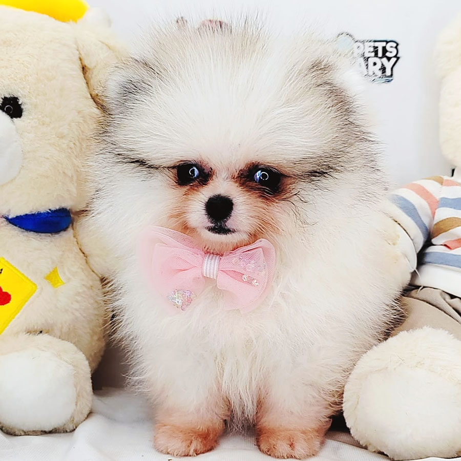 Teacup Pomeranian Puppy (Female) For Sale