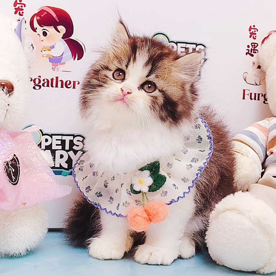 Minuet Napoleon Kitten (Male) For Sale