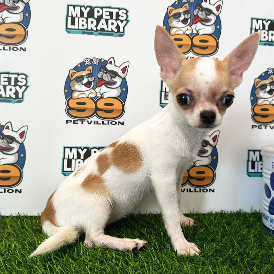 Chihuahua Puppy (Female) For Sale