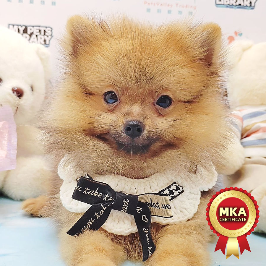 MKA Pomeranian Puppy (Male) For Sale