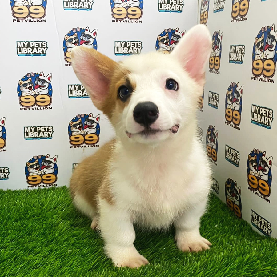 Welsh Corgi Puppy (Male) For Sale