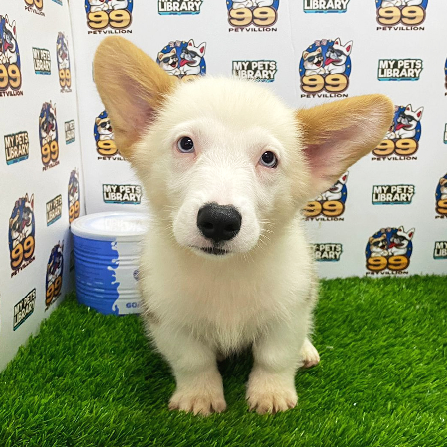 Welsh Corgi Puppy (Male) For Sale