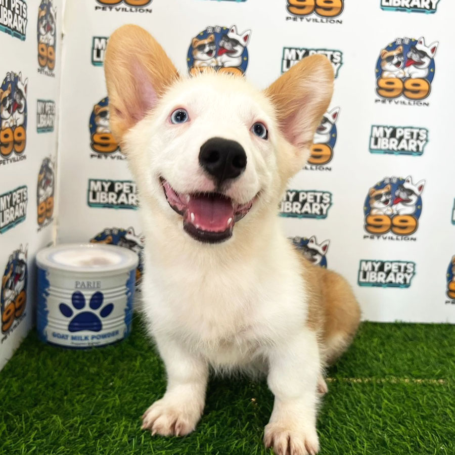 Welsh Corgi Puppy (Male) For Sale