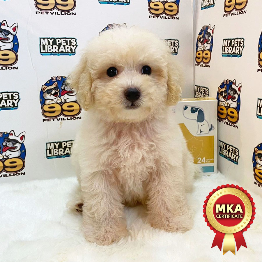 MKA Toy Poodle Puppy (Male) For Sale