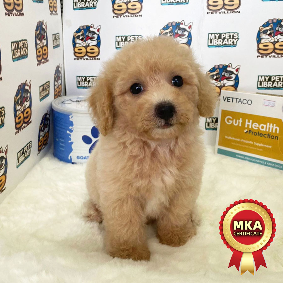 MKA Toy Poodle Puppy (Male) For Sale