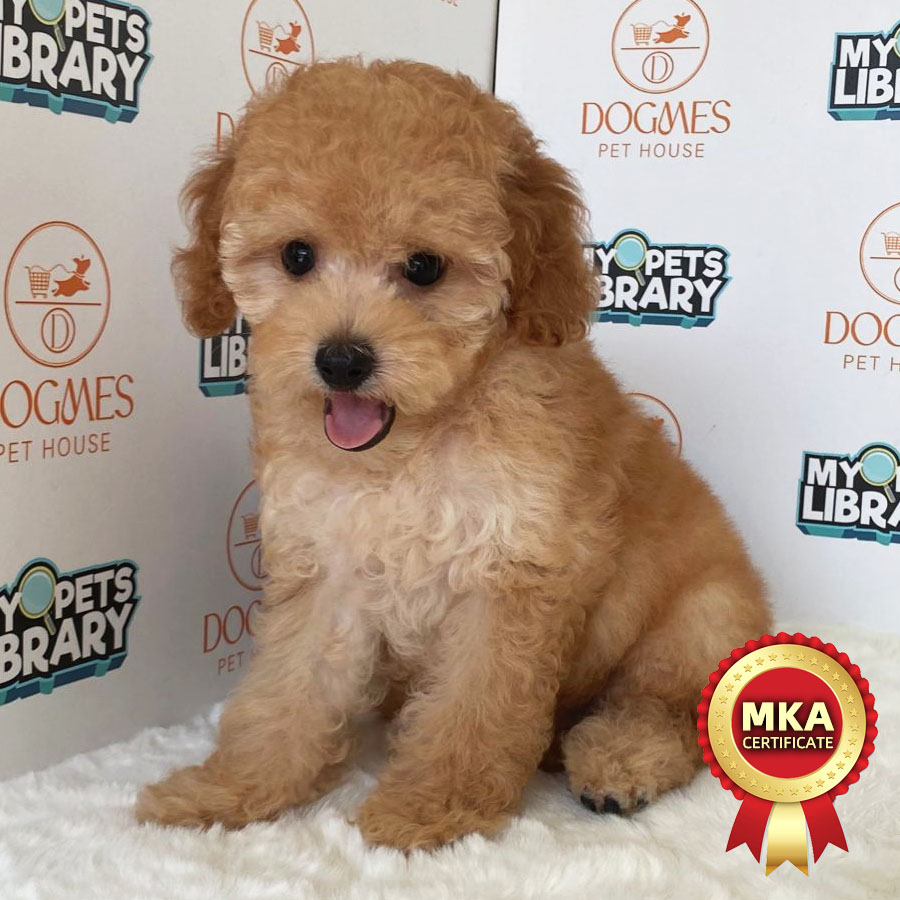 MKA Toy Poodle Puppy (Male) For Sale