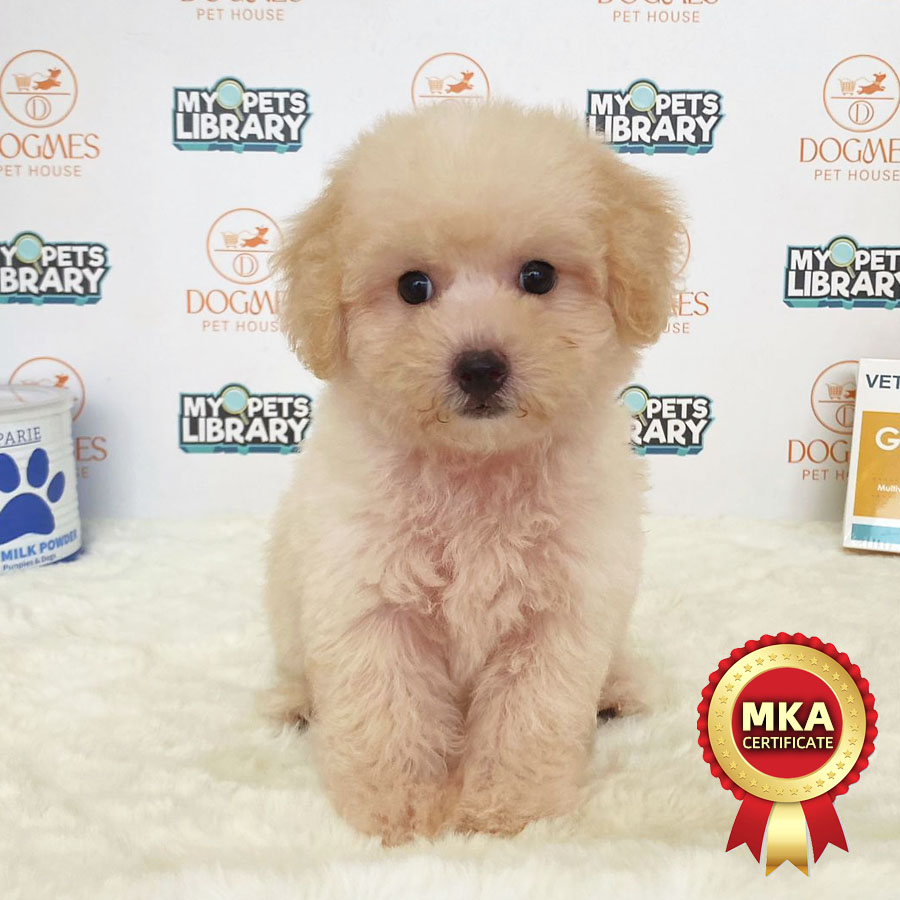 MKA Toy Poodle Puppy (Male) For Sale