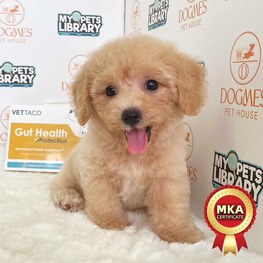 MKA Toy Poodle Puppy (Male) For Sale
