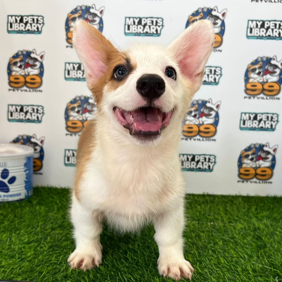 Welsh Corgi Puppy (Male) For Sale