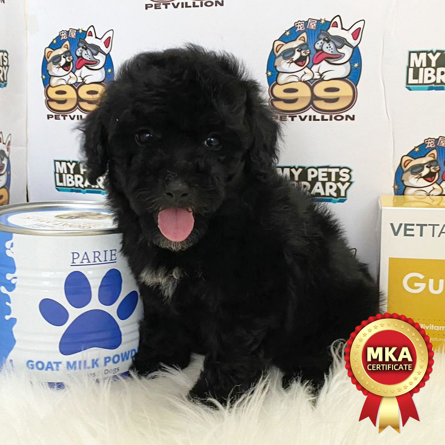 MKA Toy Poodle Puppy (Male) For Sale