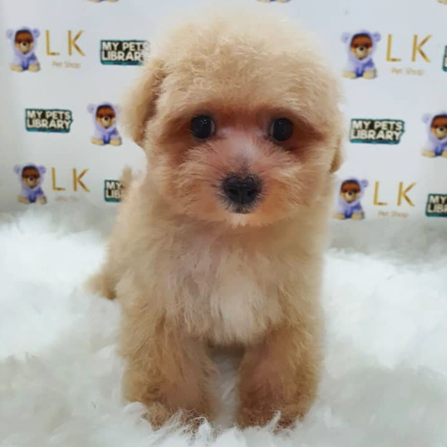 Maltipoo Puppy (Male) For Sale