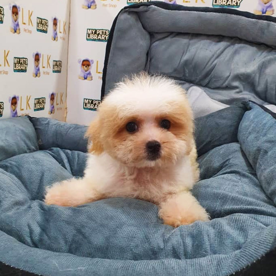 Maltipoo Puppy (Female) For Sale