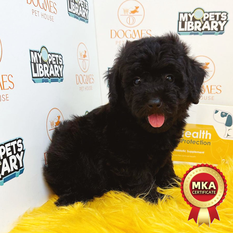 MKA Toy Poodle Puppy (Male) For Sale