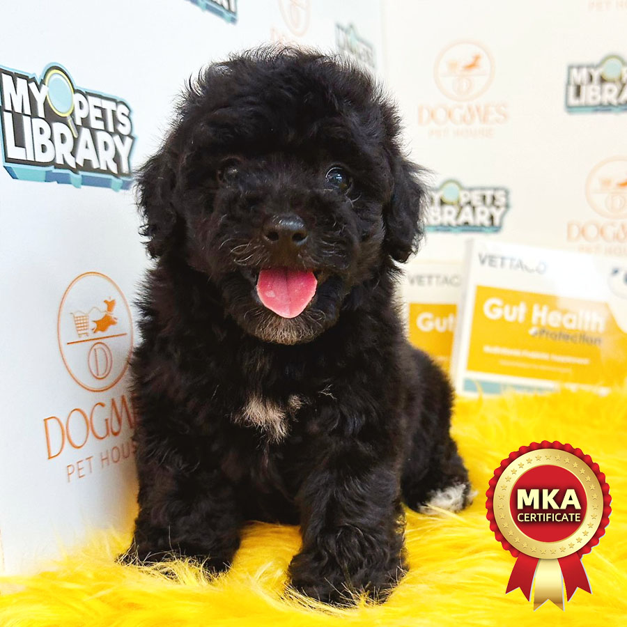 MKA Toy Poodle Puppy (Male) For Sale