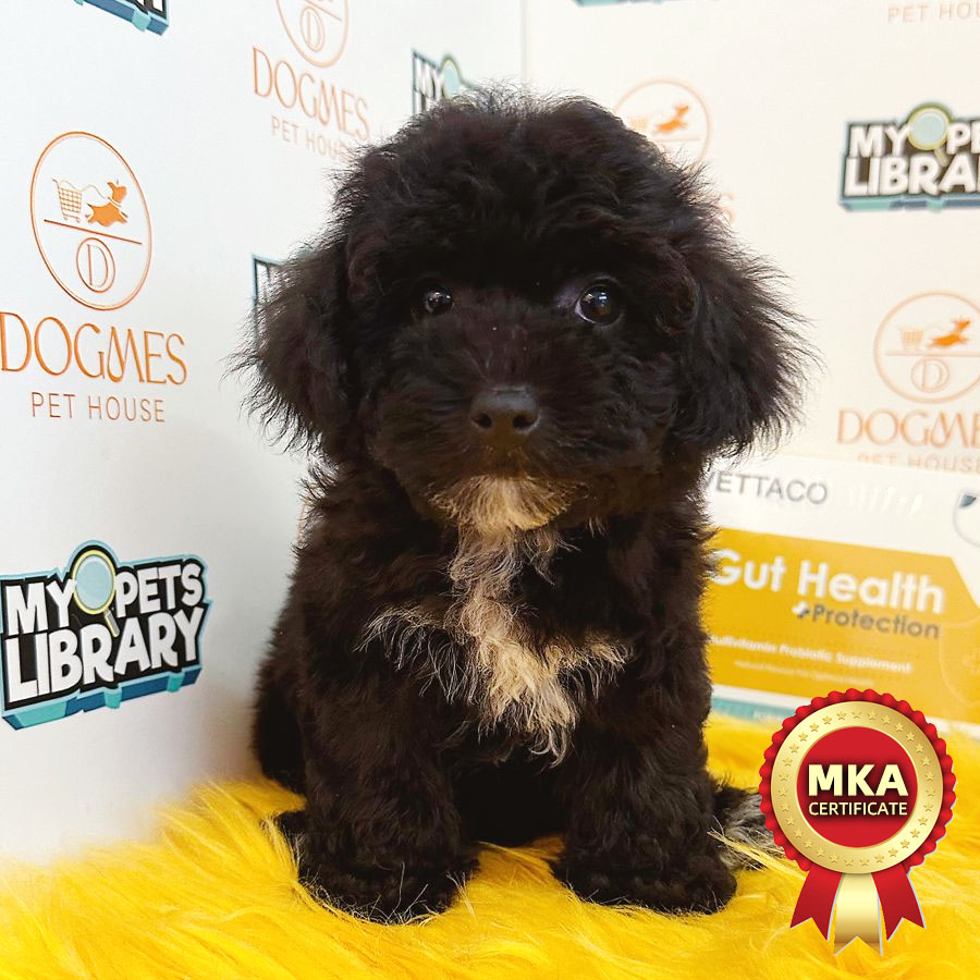MKA Toy Poodle Puppy (Female) For Sale