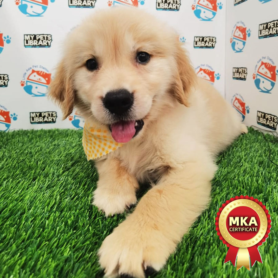 MKA Golden Retriever Puppy (Male) For Sale