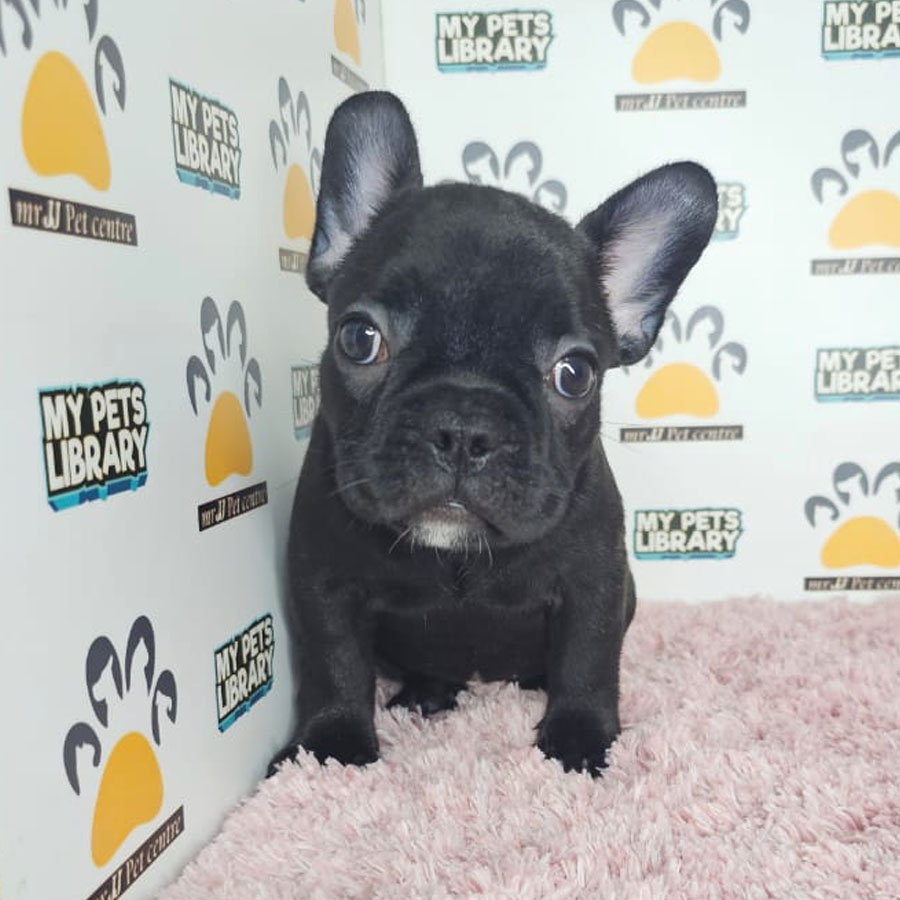 French Bulldog Puppy (Female) For Sale