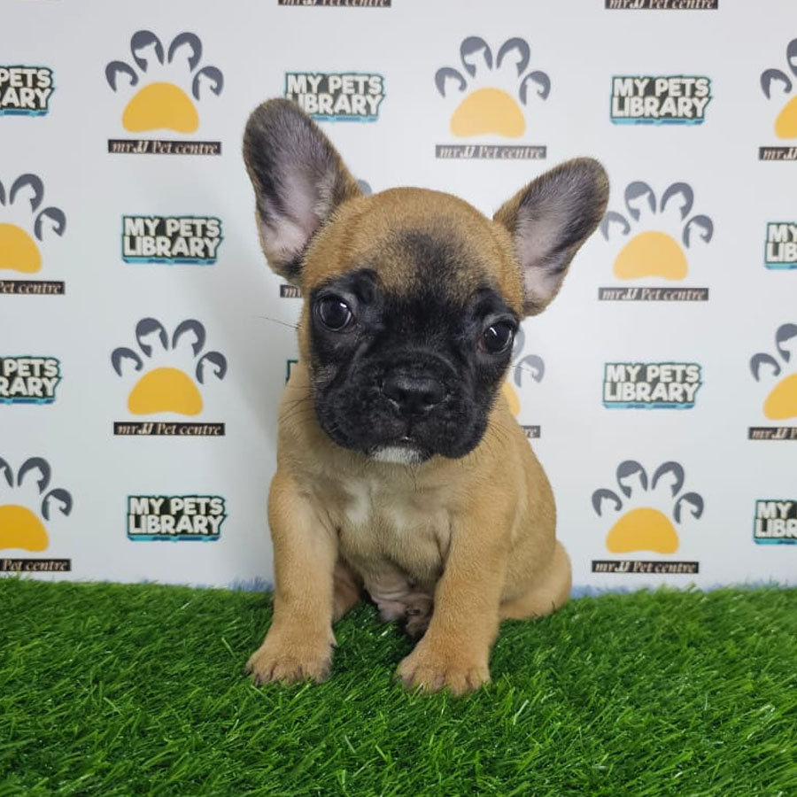 French Bulldog Puppy (Male) For Sale