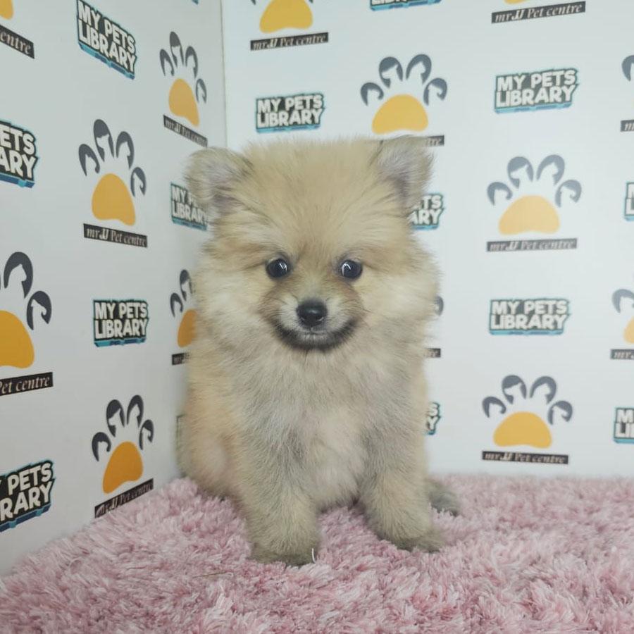 Tiny Pomeranian Puppy (Female) For Sale