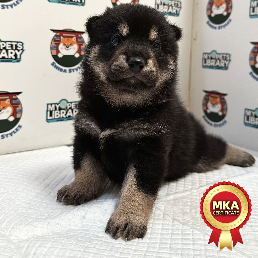 MypetsLibrary - Puppy & Cat Shop and Price in Selangor, Malaysia - Cat &  Pet Shop in Malaysia | MyPetsLibrary