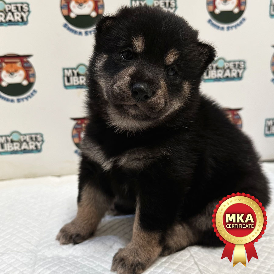 MKA Shiba Inu Puppy (Female) For Sale
