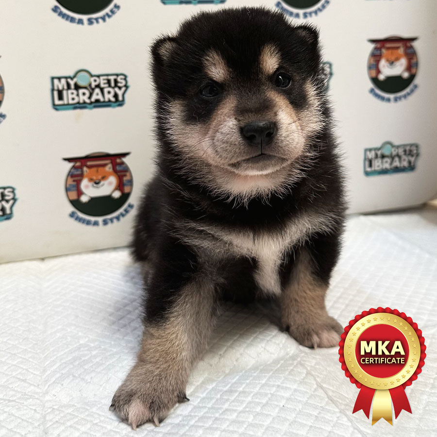 MKA Shiba Inu Puppy (Male) For Sale