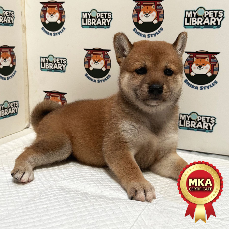 Shiba Inu Puppy (Female) For Sale