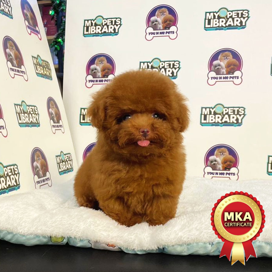 MKA Tiny Poodle Puppy (Female) For Sale