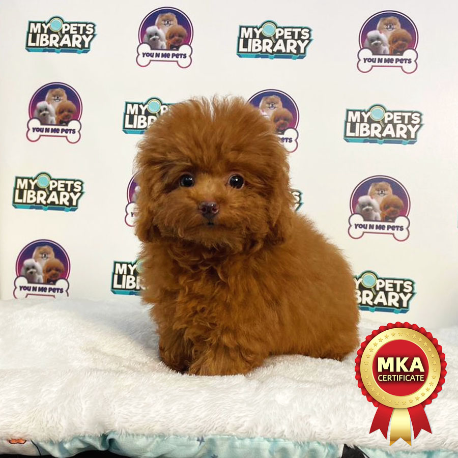 MKA Tiny Poodle Puppy (Female) For Sale