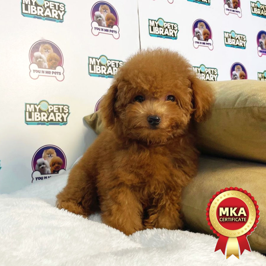 MKA Tiny Poodle Puppy (Female) For Sale