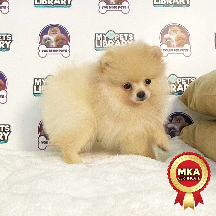 MKA Tiny Pomeranian Puppy (Female) For Sale