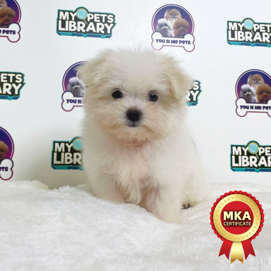 MKA Tiny Maltese Puppy (Female) For Sale