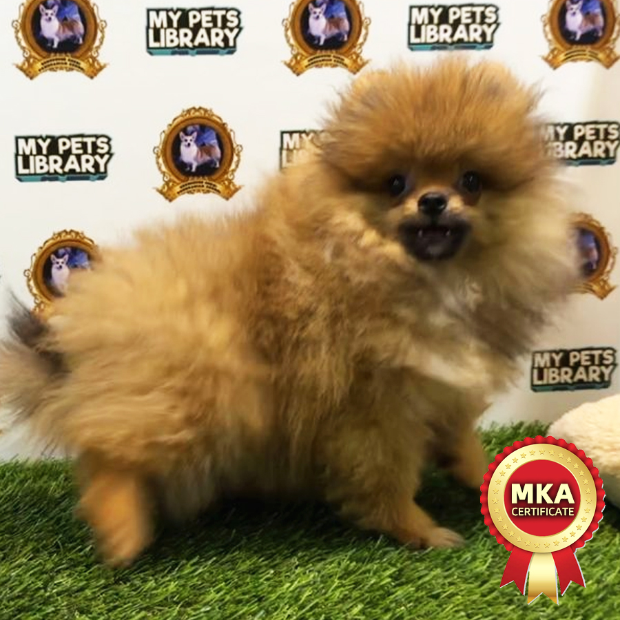 MKA Pomeranian Puppy (Male) For Sale