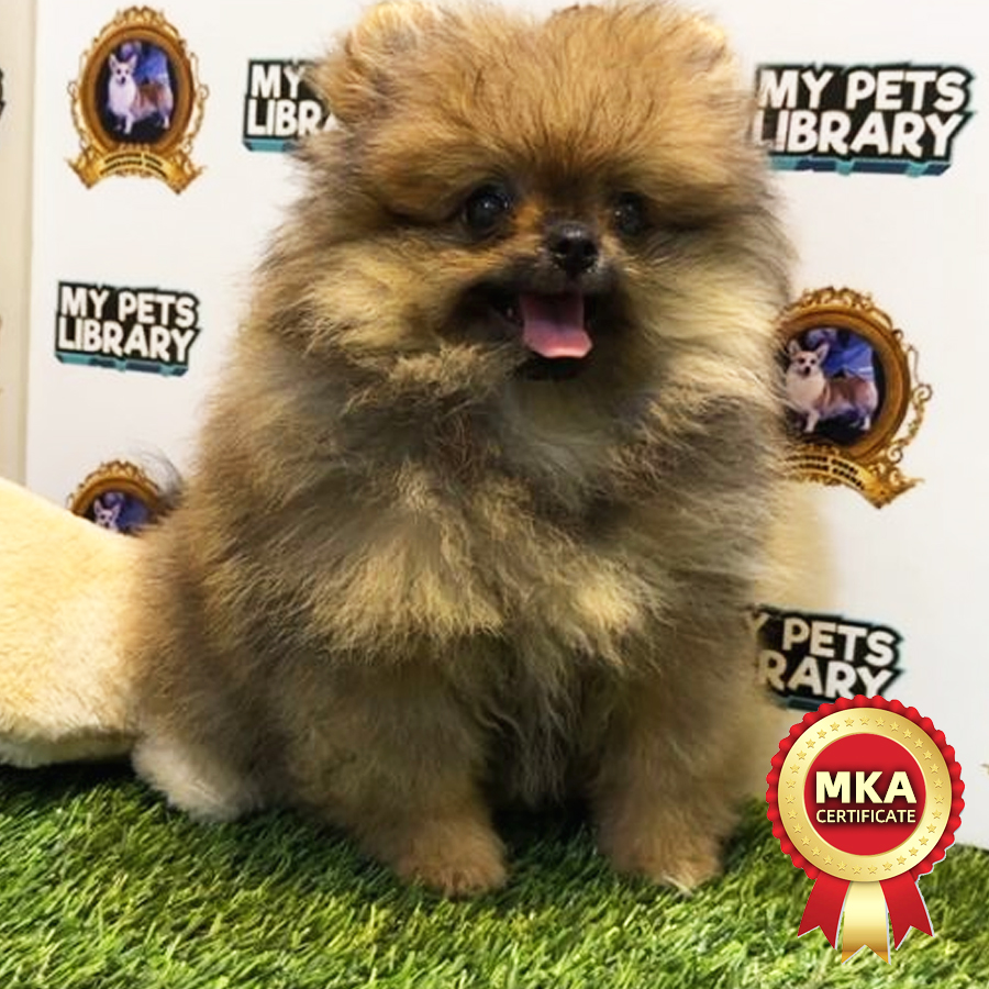 MKA Pomeranian Puppy (Female) For Sale