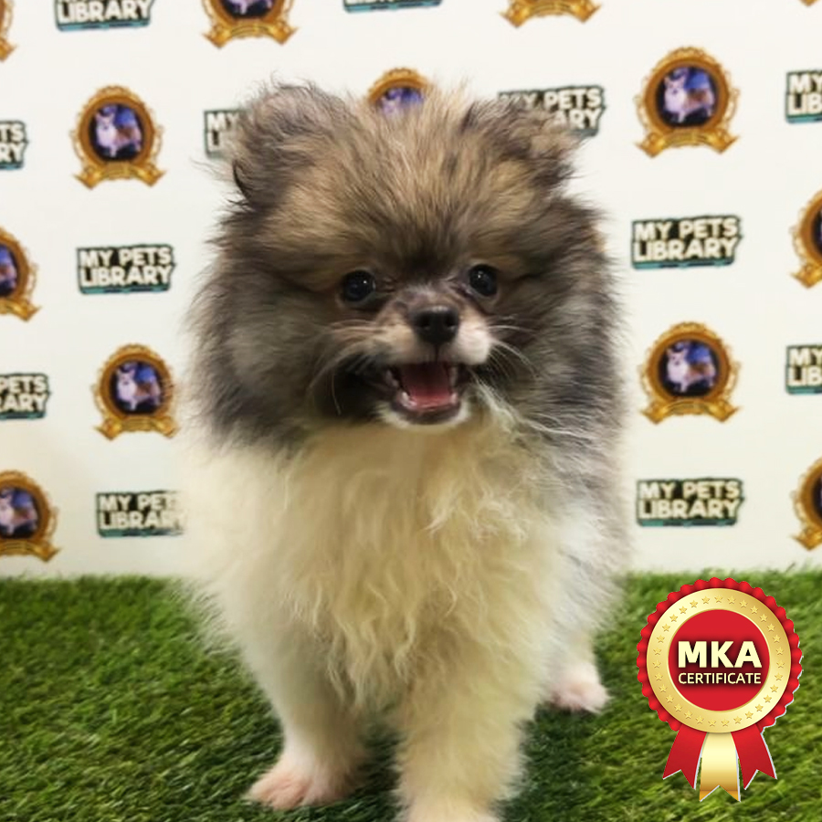 MKA Pomeranian Puppy (Male) For Sale