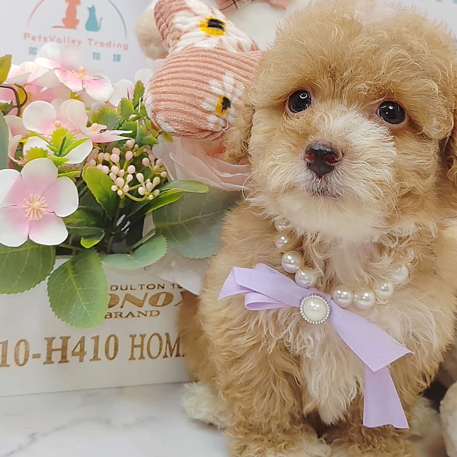 Maltipoo Puppy (Female) For Sale