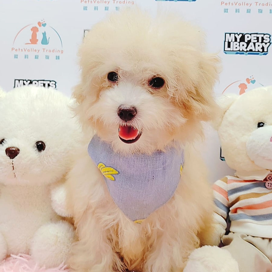 Maltipoo Puppy (Female) For Sale