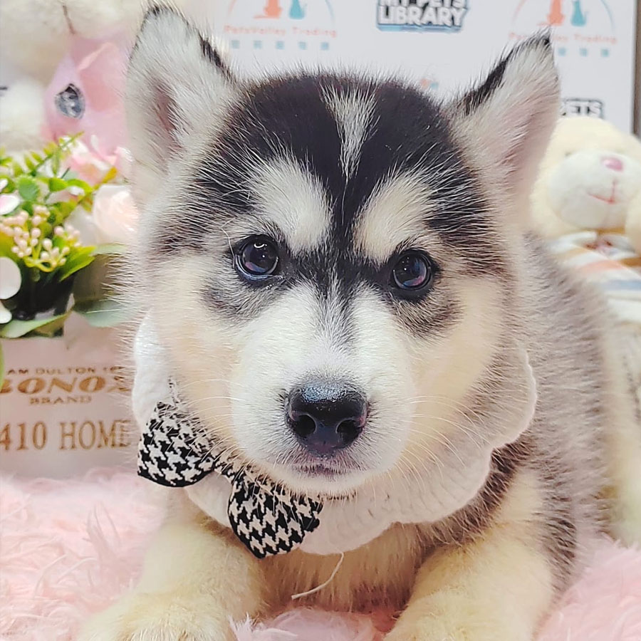 Wooly Husky Puppy (Female) For Sale