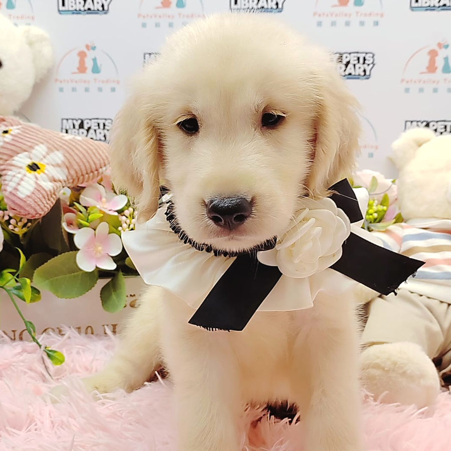 Golden Retriever Puppy (Male) For Sale