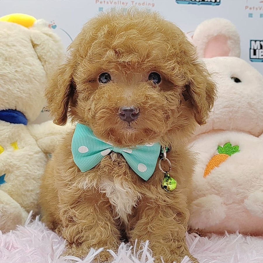 Tiny Poodle Puppy (Male) For Sale