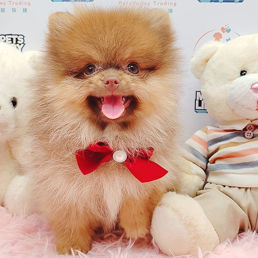 Pomeranian Puppy (Male) For Sale