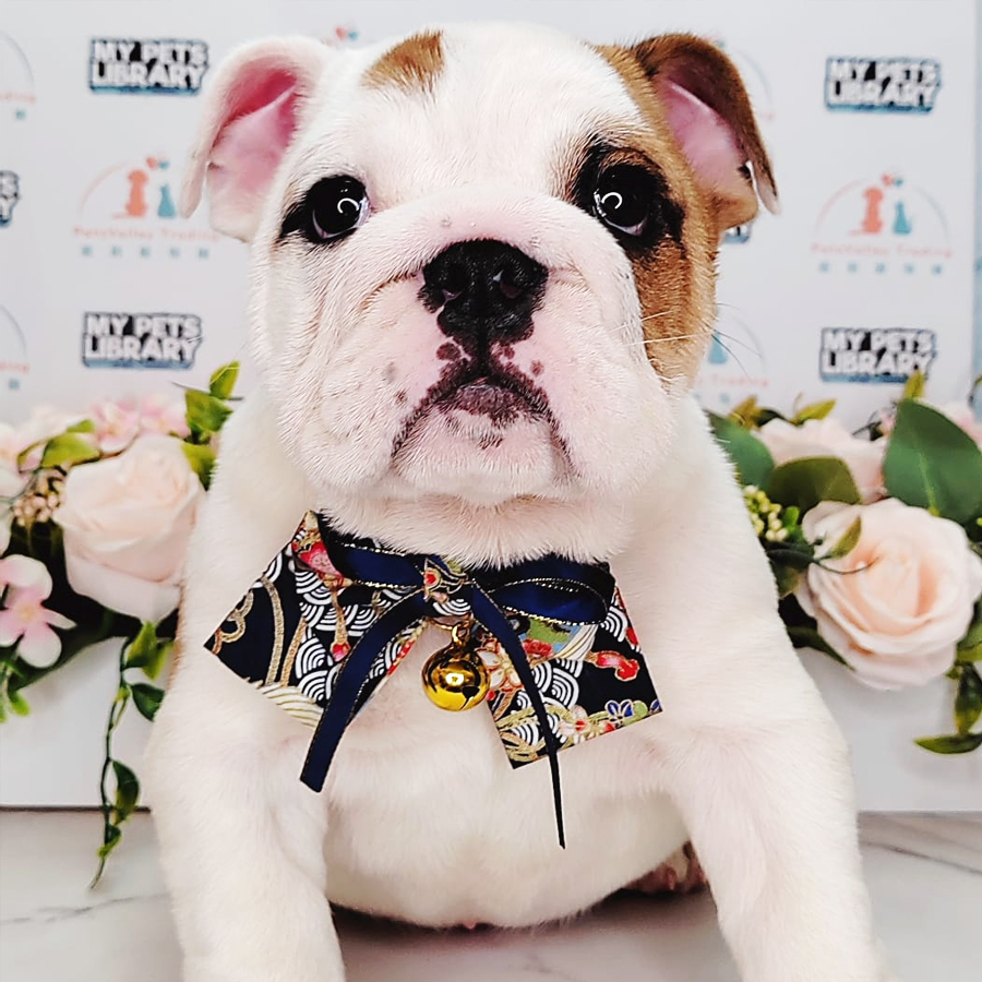 English Bulldog Puppy (Male) For Sale
