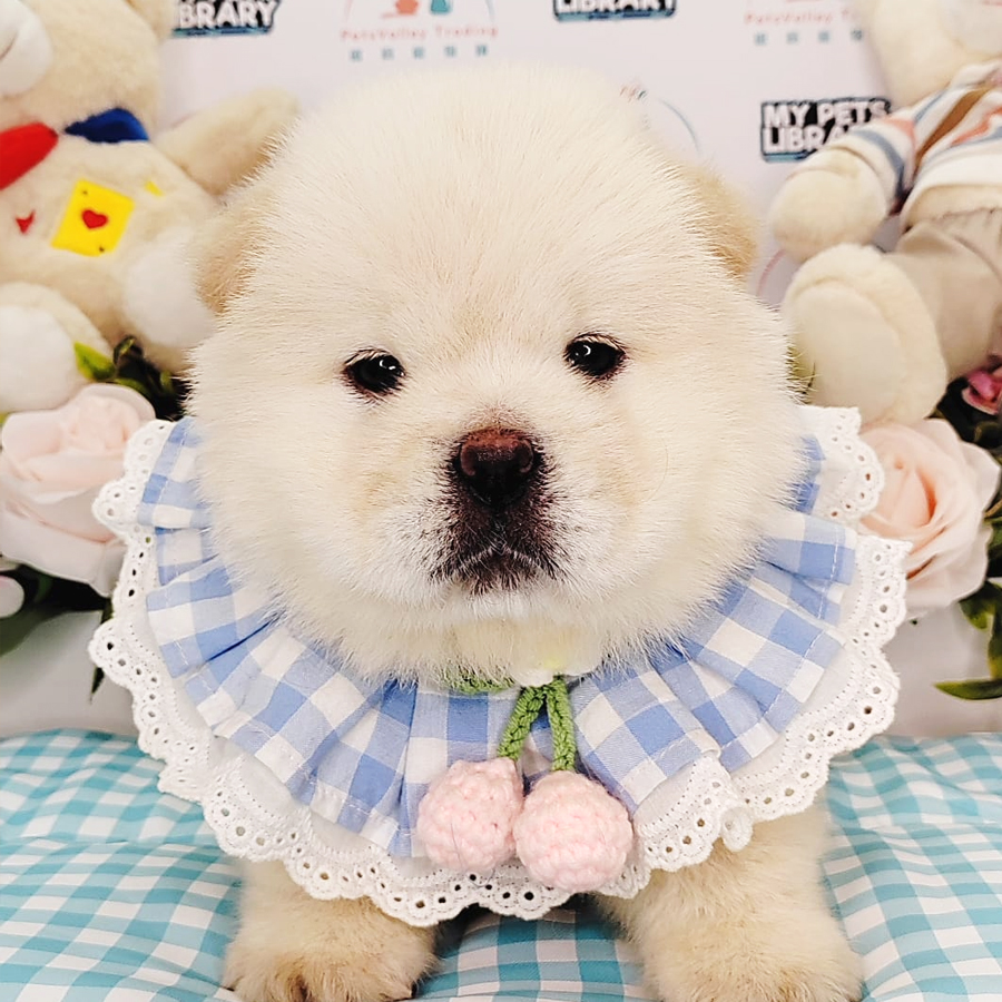Chow Chow Puppy (Male) For Sale