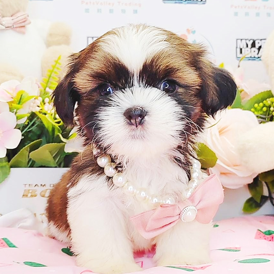 Shih Tzu Puppy (Male) For Sale